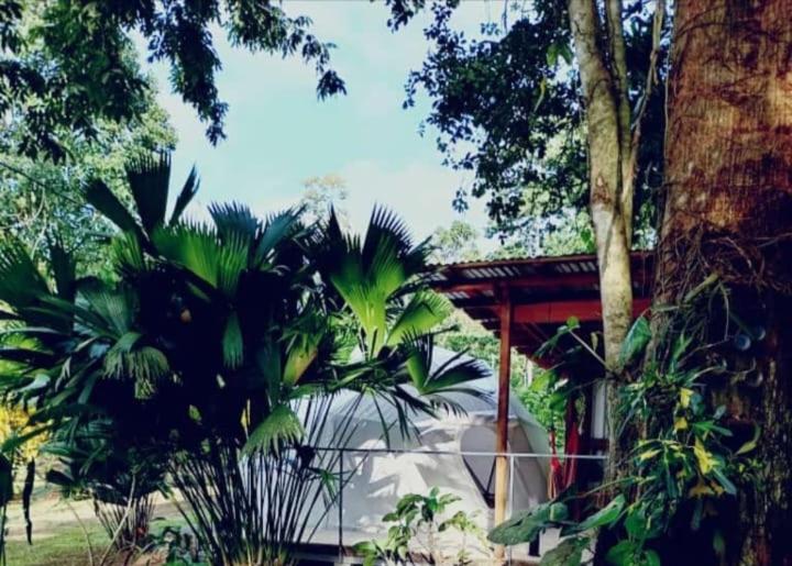 Glamping Naioth Διαμέρισμα Guápiles Εξωτερικό φωτογραφία